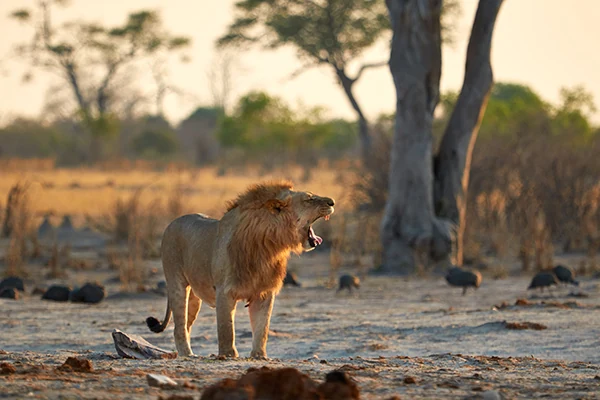 Een leeuw met open bek in het gouden licht van Botswana